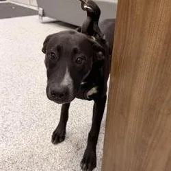 An adult medium-sized male Black Labrador Retriever dog named Koda for adoption in Converse, TX