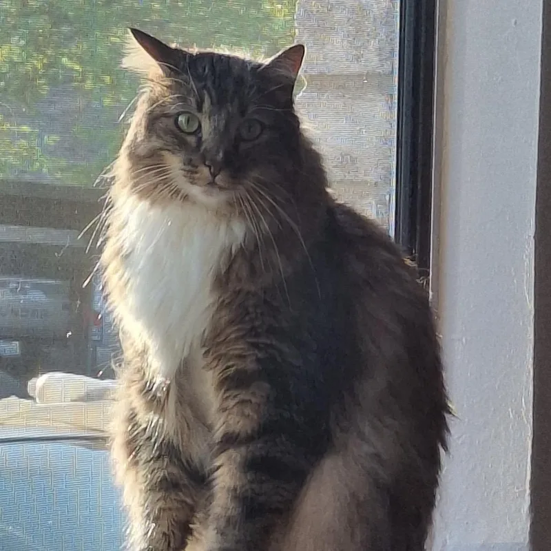 An adult large-sized male Brown / Chocolate Maine Coon cat named Beef for adoption in San Antonio, TX