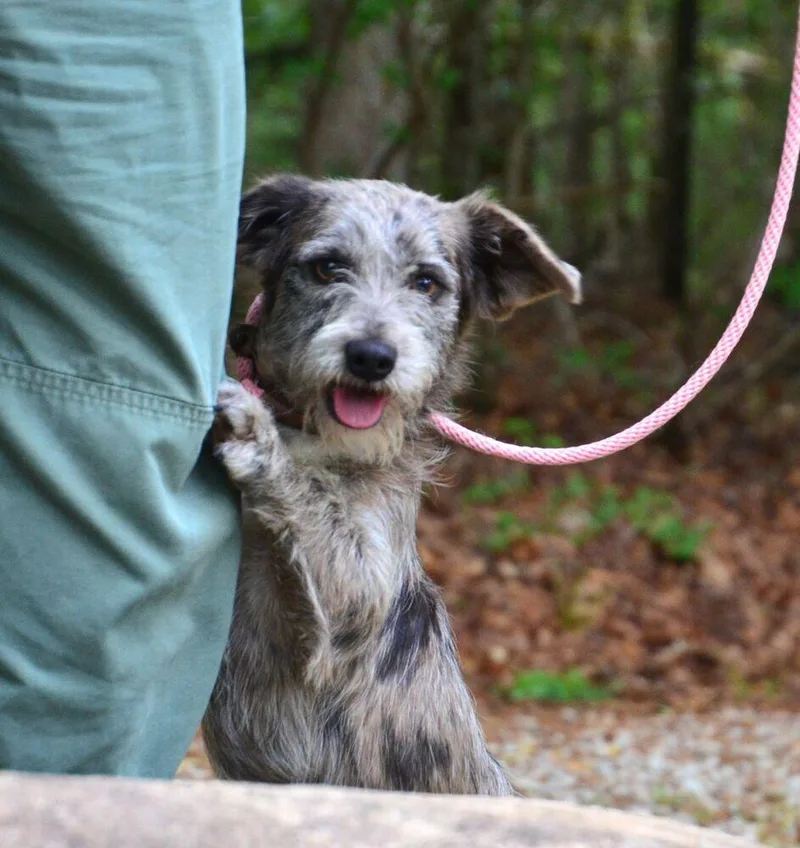 A young small-sized female Tricolor (Brown, Black, & White) Dachshund dog named Tali for adoption in Willingboro, NJ