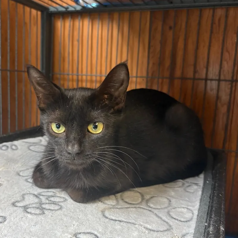 A young small-sized female Black American Shorthair cat named Miss Jackson for adoption in Greenfield, IN