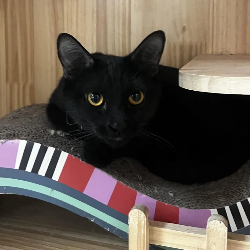 Panther