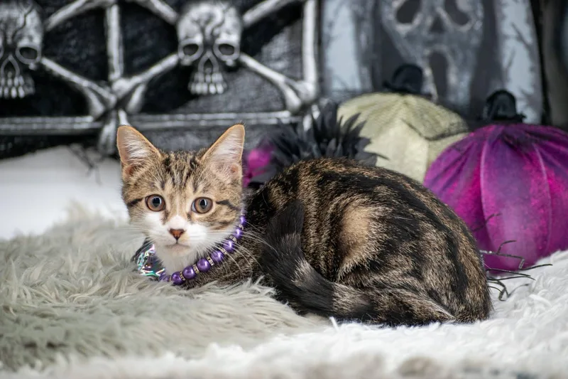 A baby small-sized female Tabby (Brown / Chocolate) Domestic Short Hair cat named Whisper for adoption in Sevierville, TN