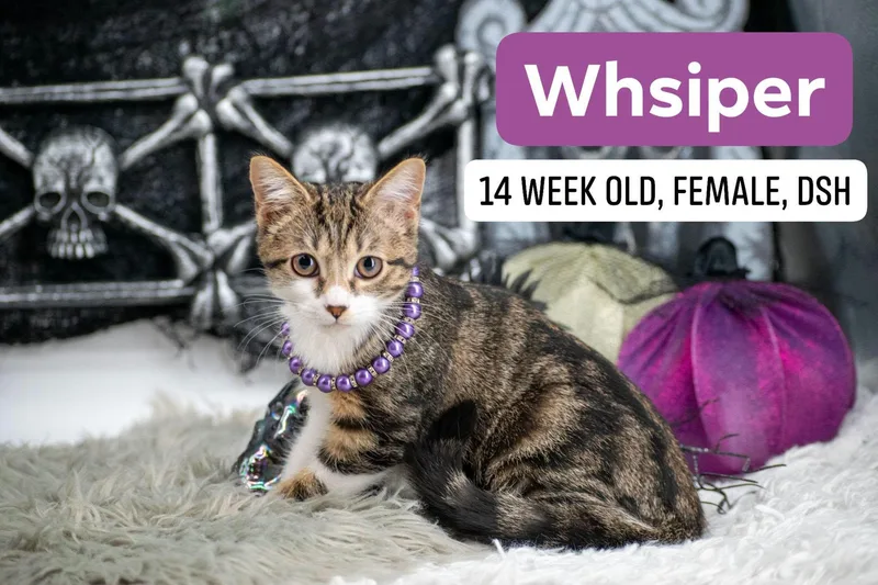 Whisper thumbnail 2
