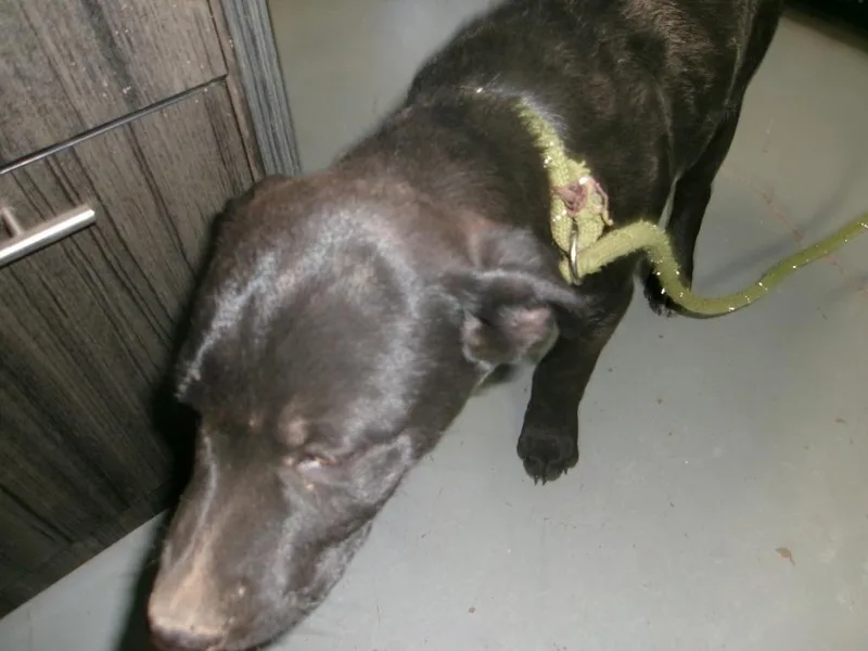 A baby medium-sized male Shepherd dog named Cypress for adoption in Winslow, AZ