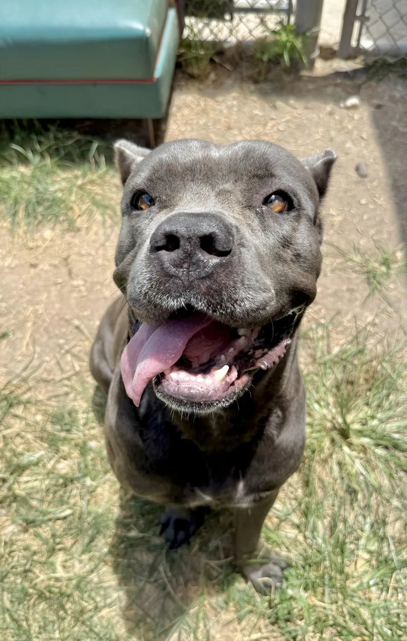 An adult extra large-sized female Pit Bull Terrier dog named Sasha for adoption in Eagle, ID
