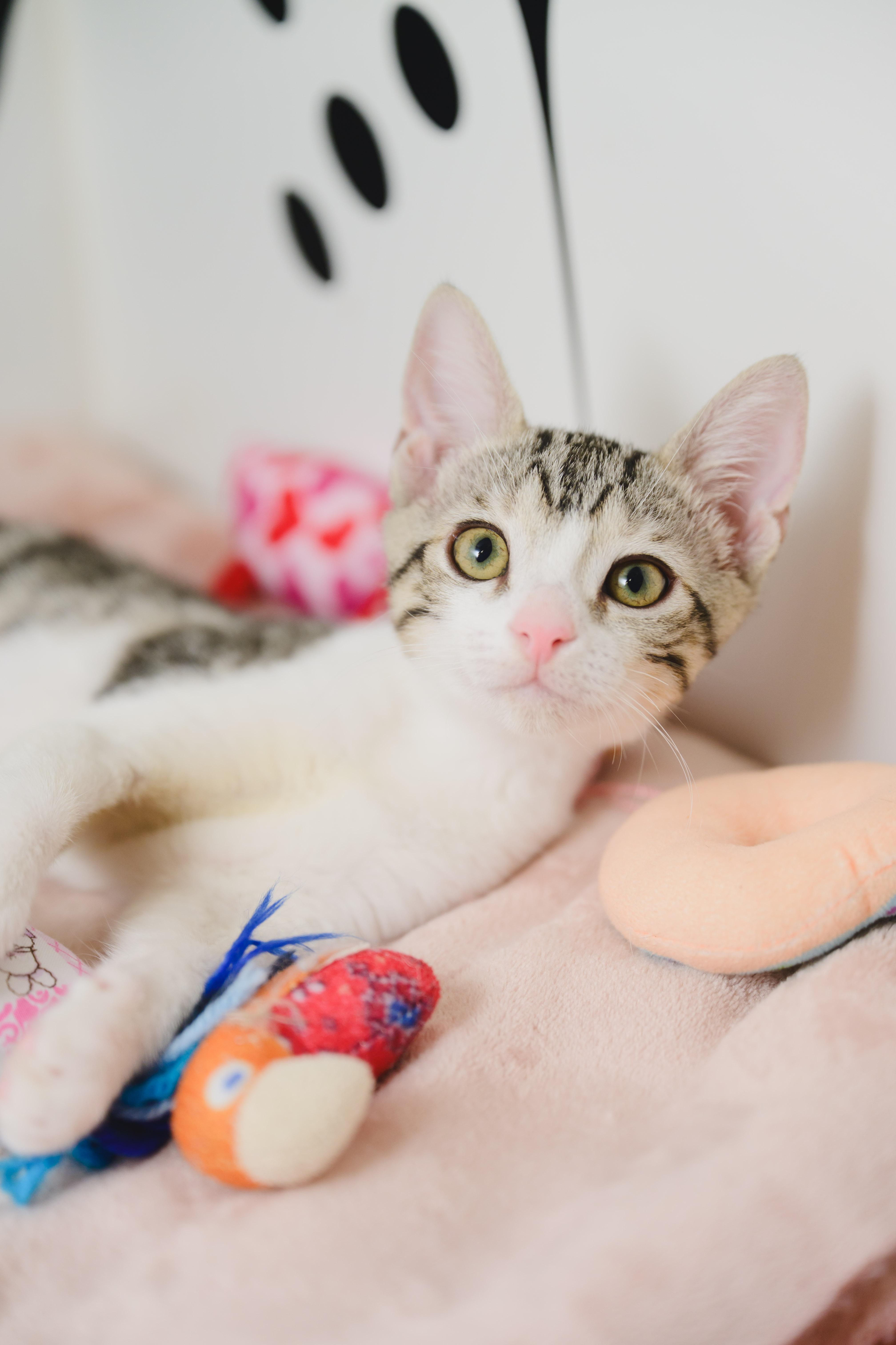 A baby small-sized female Domestic Short Hair cat named Miri for adoption in Honolulu, HI