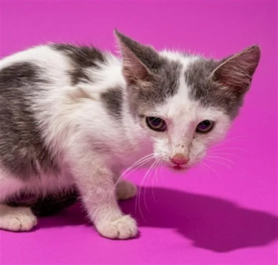 A baby small-sized male Domestic Short Hair cat named Mcflurry for adoption in Jacksonville, FL