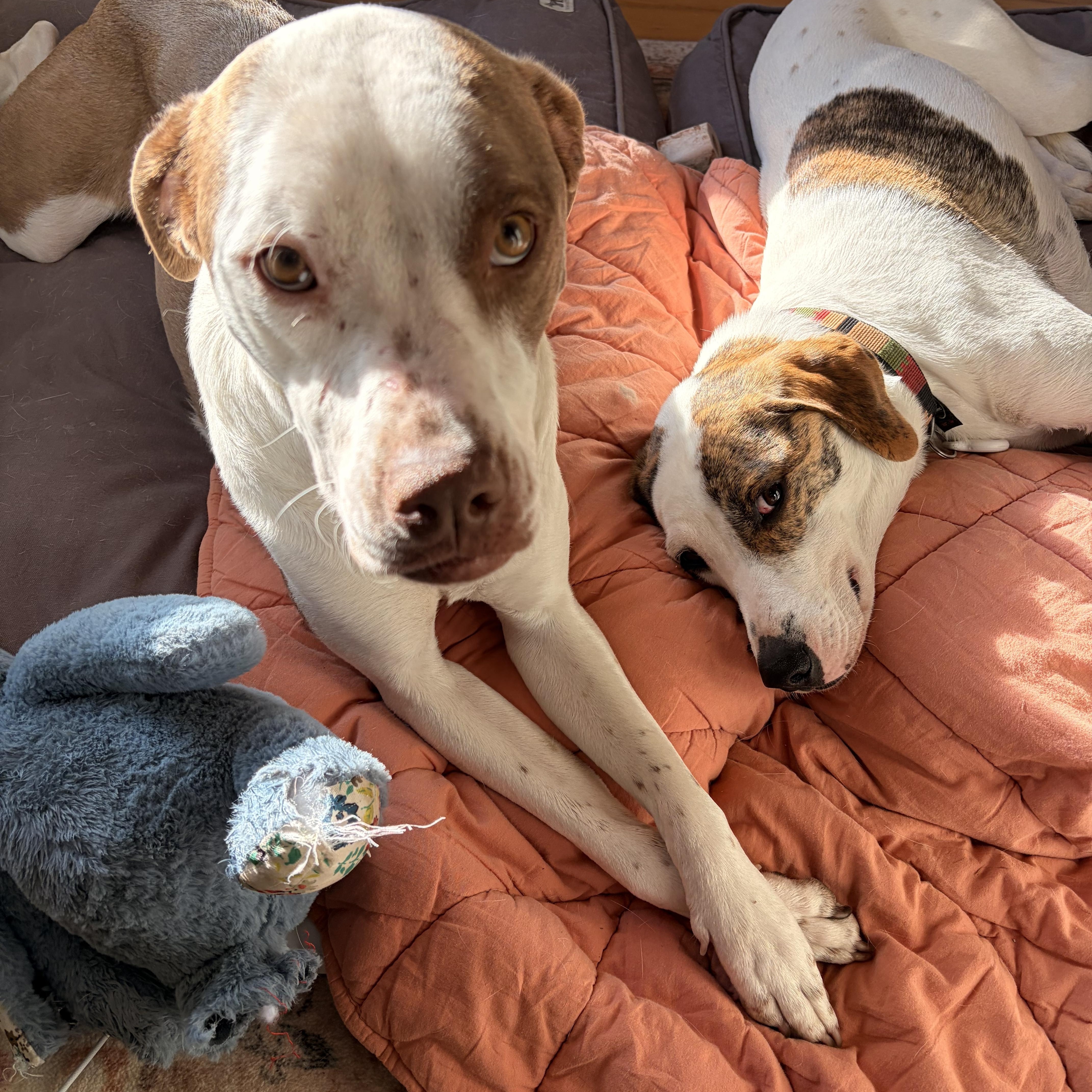 A young medium-sized female White / Cream American Staffordshire Terrier dog named Uno for adoption in Melbourne, AR