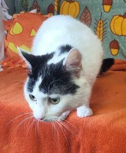 An adult medium-sized female Domestic Short Hair cat named Little Bit for adoption in Bucyrus, OH