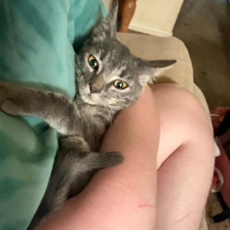 A baby small-sized female American Shorthair cat named Felicity for adoption in mount vernon, AR