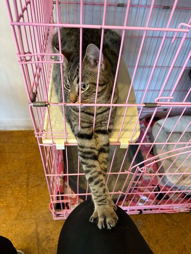 A baby medium-sized male Domestic Short Hair cat named Aoda for adoption in St. Louis, MO