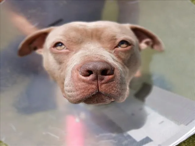 An adult large-sized male Pit Bull Terrier dog named Grimace for adoption in Derwood, MD