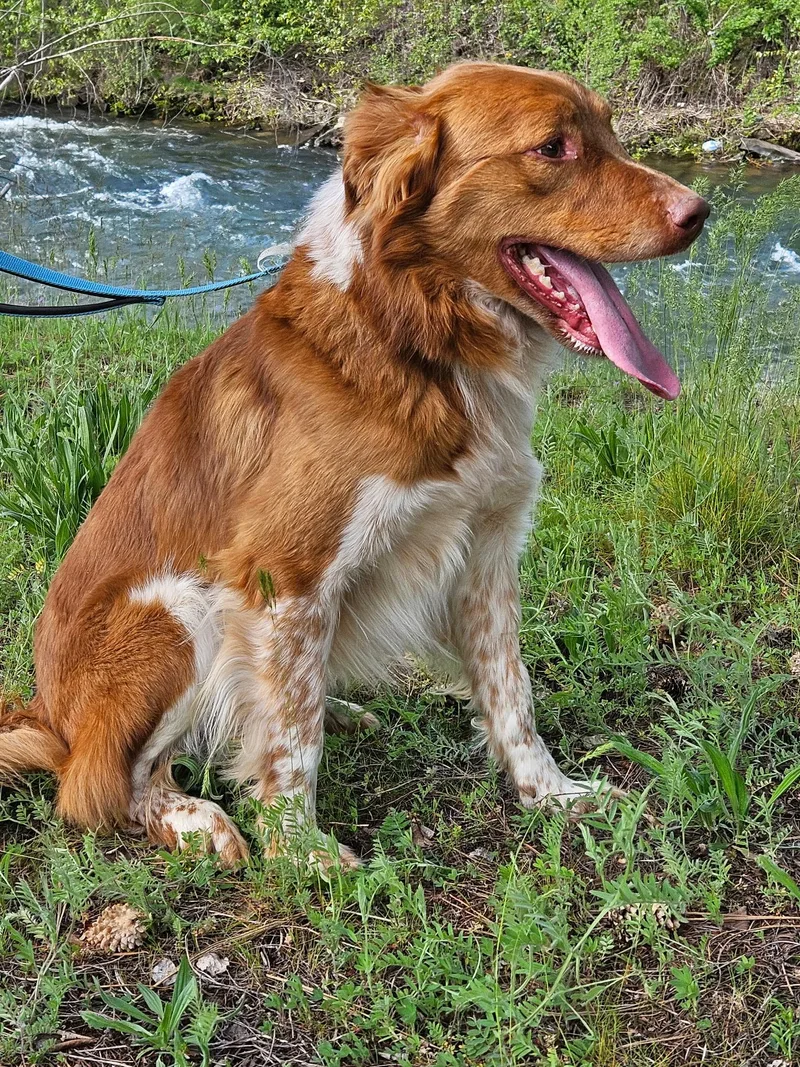 Brody