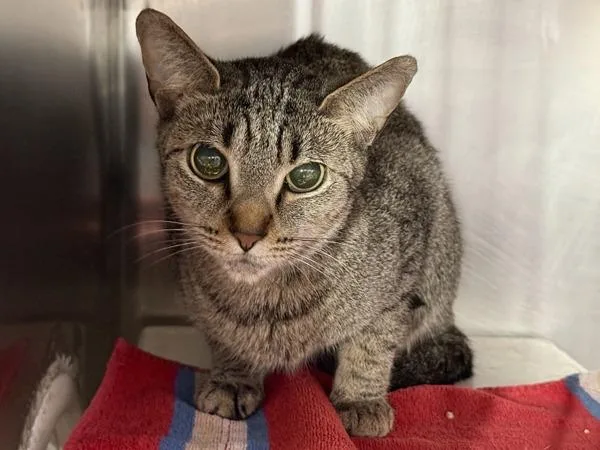 An adult medium-sized female Domestic Short Hair cat named Ella for adoption in New York, NY