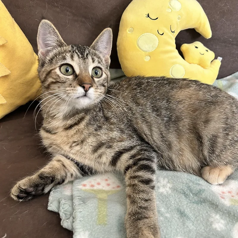 A baby medium-sized female Tabby (Brown / Chocolate) Tabby cat named Riley for adoption in Grand Rapids, MI