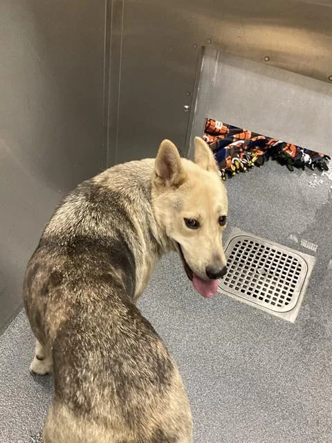 An adult medium-sized female Mixed Breed dog named 1287375 for adoption in Dallas, TX