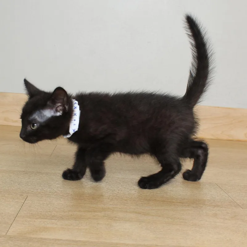 A baby small-sized male Black Domestic Short Hair cat named Nilgiri C for adoption in Minnetonka, MN