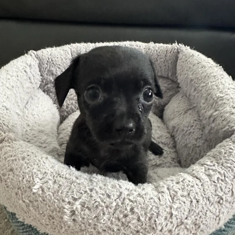 A baby small-sized male Black Chihuahua dog named Chip for adoption in Sacramento, CA