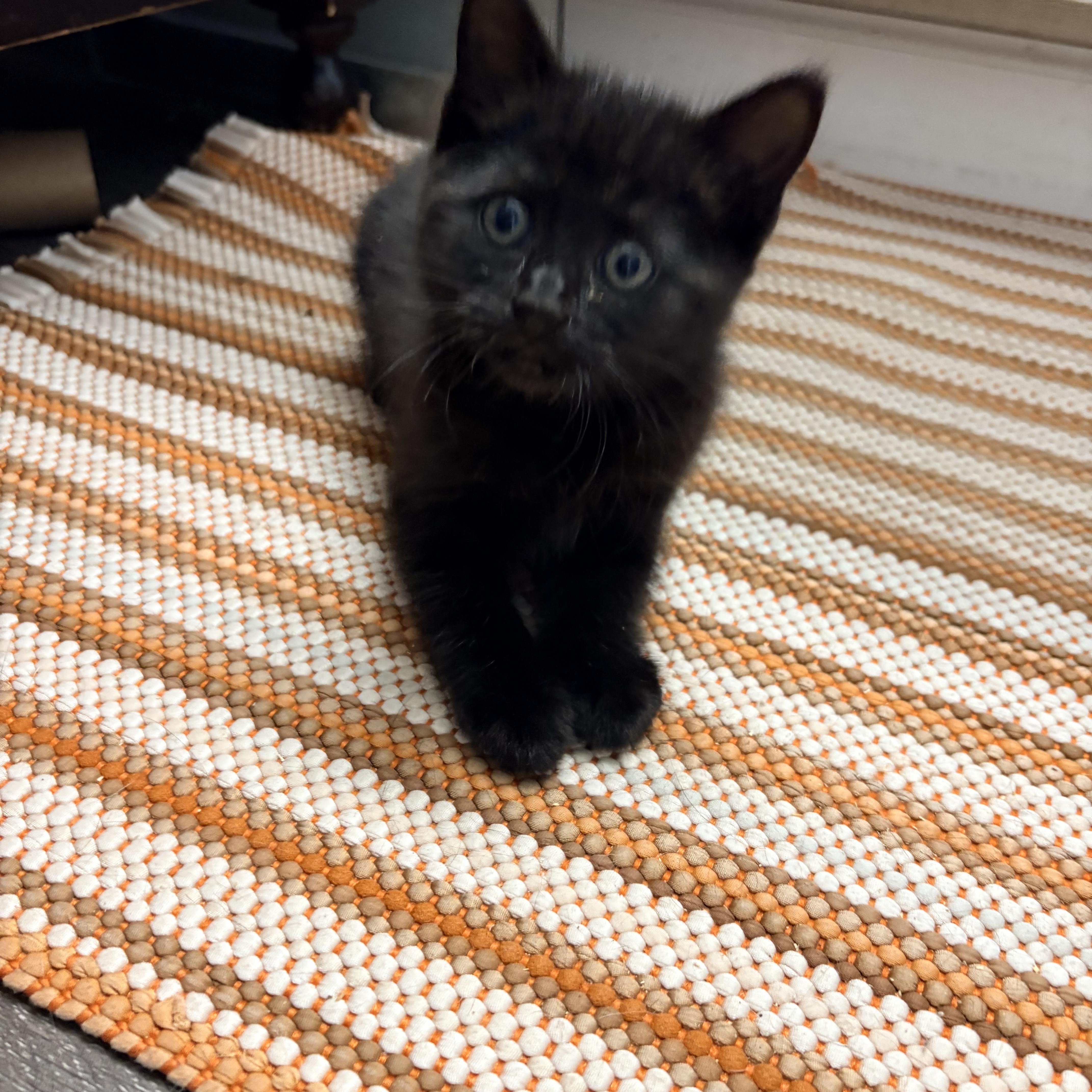 A young small-sized female Black Domestic Short Hair cat named Tyla for adoption in Hayward, CA