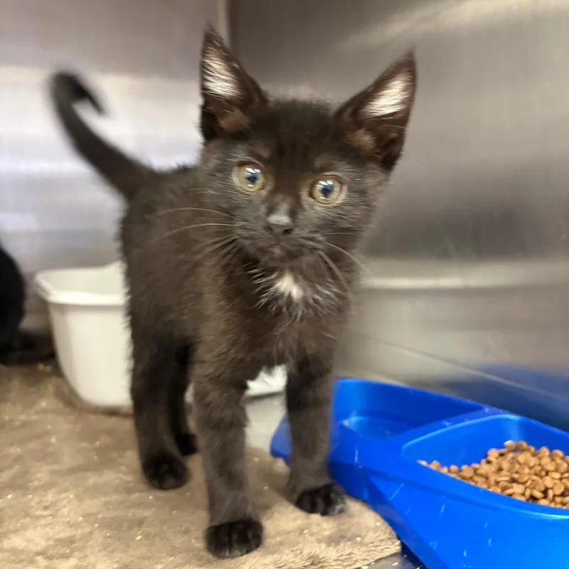 A baby small-sized female Black Domestic Short Hair cat named Shock for adoption in Spokane, WA