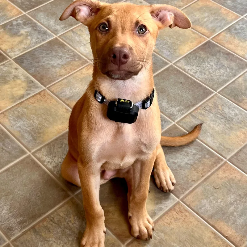 A baby medium-sized male Apricot / Beige Labrador Retriever dog named Phil for adoption in Baldwin, MD