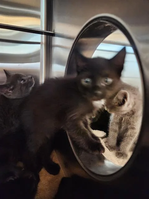 A baby small-sized female Domestic Short Hair cat named Violet for adoption in Sacramento, CA