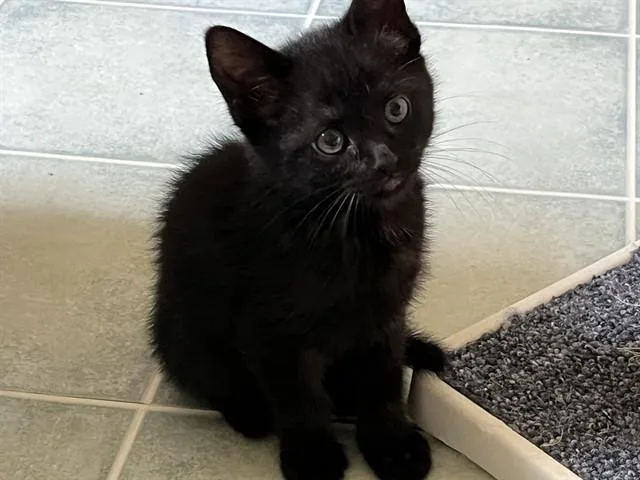 A baby small-sized female Domestic Short Hair cat named Raven for adoption in Colorado Springs, CO