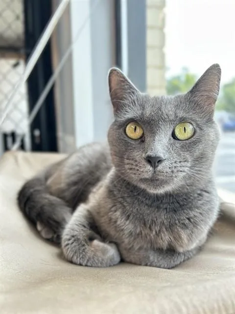 An adult large-sized female Domestic Short Hair cat named Sable for adoption in Palmetto, FL