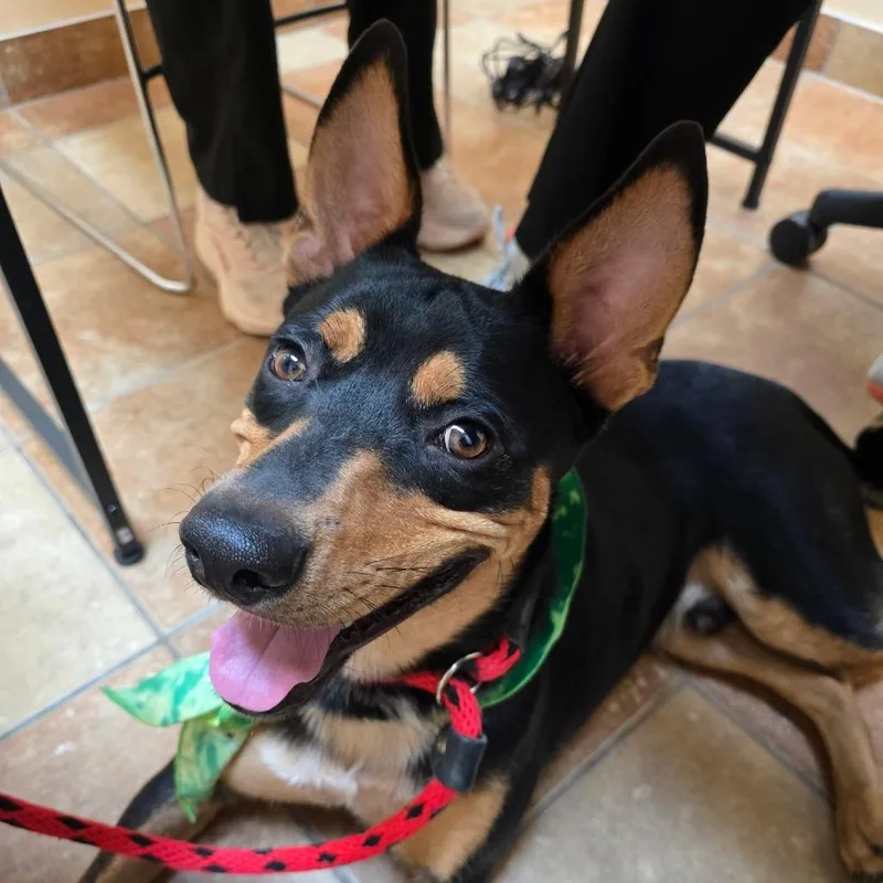 A young medium-sized male Cattle Dog dog named Elliot for adoption in Midland, TX
