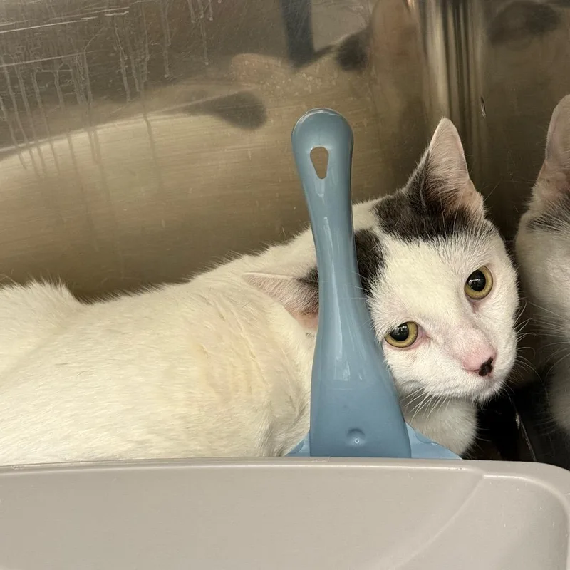 A young large-sized male White Domestic Short Hair cat named Tate for adoption in Oshkosh, WI