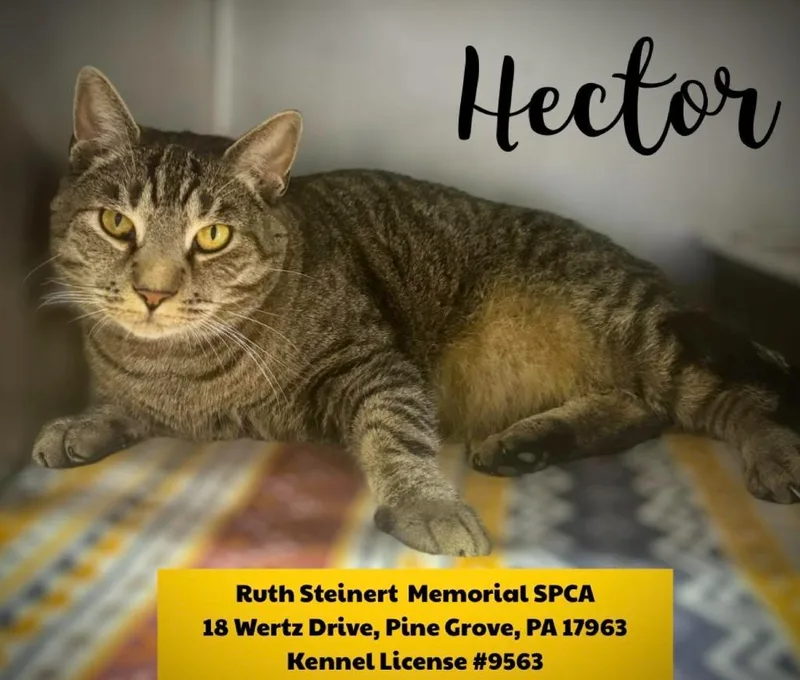 Hector