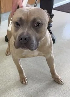 A young large-sized male Yellow / Tan / Blond / Fawn Pit Bull Terrier dog named Pumbaa for adoption in Maryville, TN