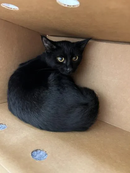 An adult medium-sized female Domestic Short Hair cat named Lucy for adoption in Westland, MI