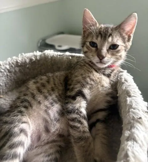 A baby medium-sized female Tabby (Gray / Blue / Silver) Domestic Short Hair cat named Kasey for adoption in Battle Creek, MI