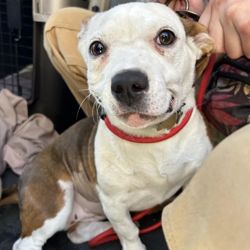 A young small-sized female White / Cream Pit Bull Terrier dog named Twinkle for adoption in Point Richmond, CA