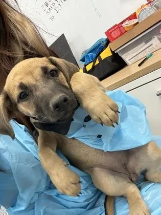 A baby small-sized female Hound dog named Mudbug for adoption in Fresno, CA