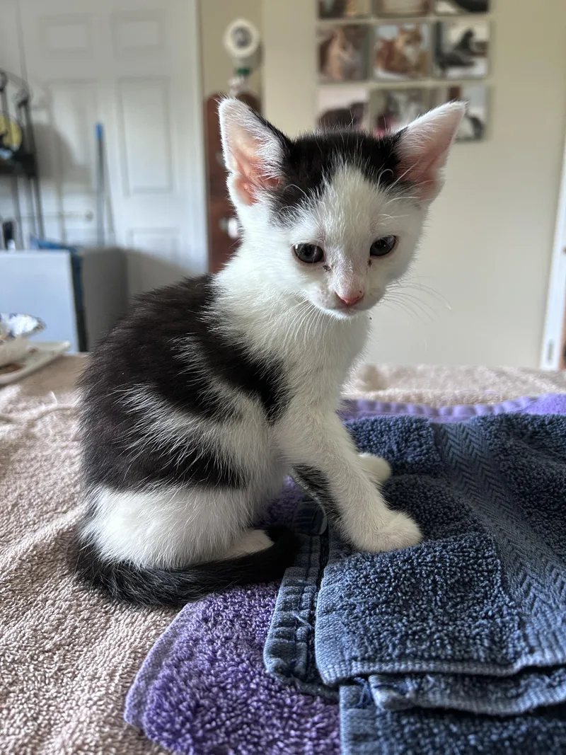 A baby small-sized female Domestic Short Hair cat named Lilypad for adoption in BREINIGSVILLE, PA