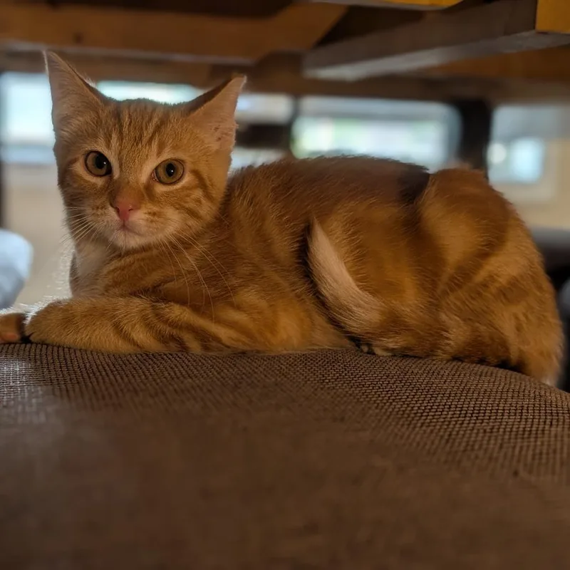A baby small-sized female Orange / Red Domestic Short Hair cat named Chorizo for adoption in La Grange, KY