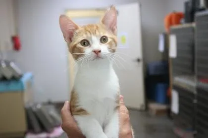 A baby medium-sized female Domestic Short Hair cat named Fyre for adoption in Brunswick, GA