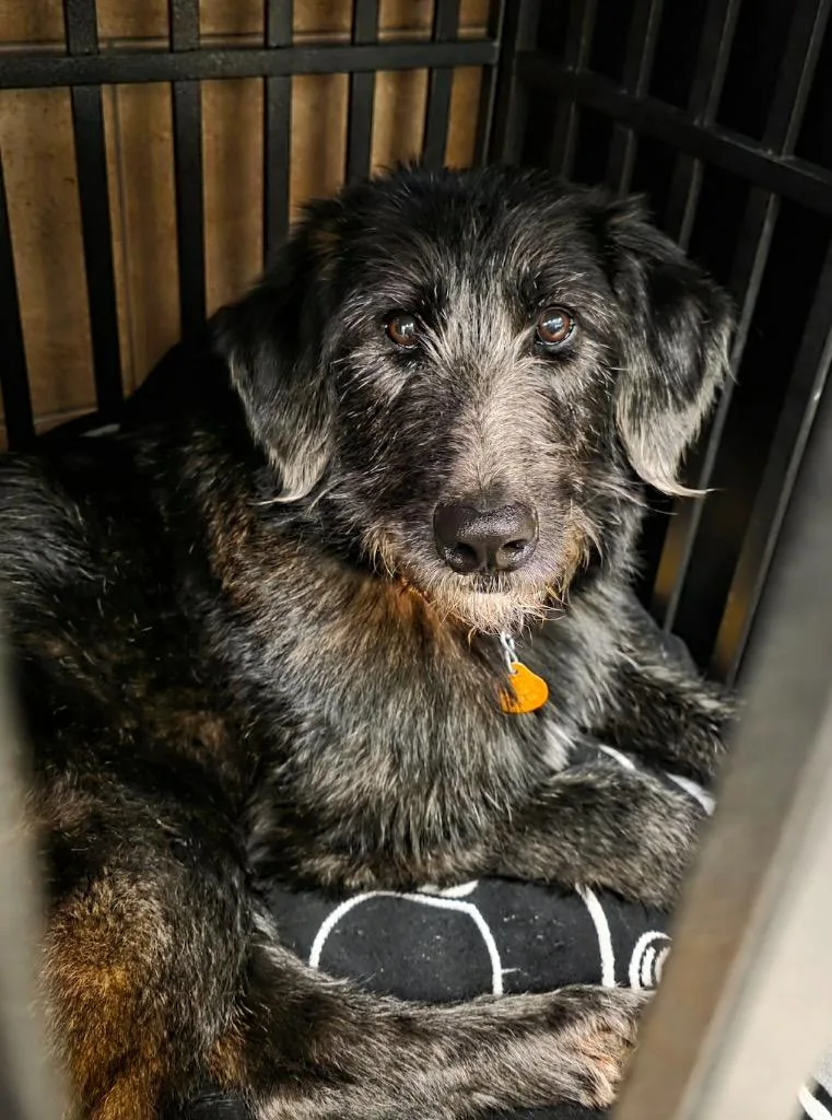 A young medium-sized female Poodle dog named Elsa for adoption in Liverpool, NY