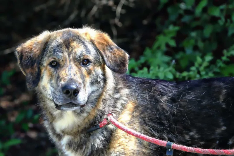 An adult large-sized male Brindle Great Pyrenees dog named Lewie for adoption in Maidens, VA