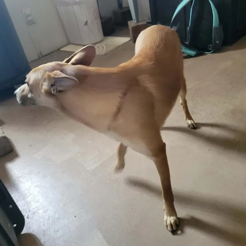 A young medium-sized male Sable Collie dog named Phoenix for adoption in La Grange, KY