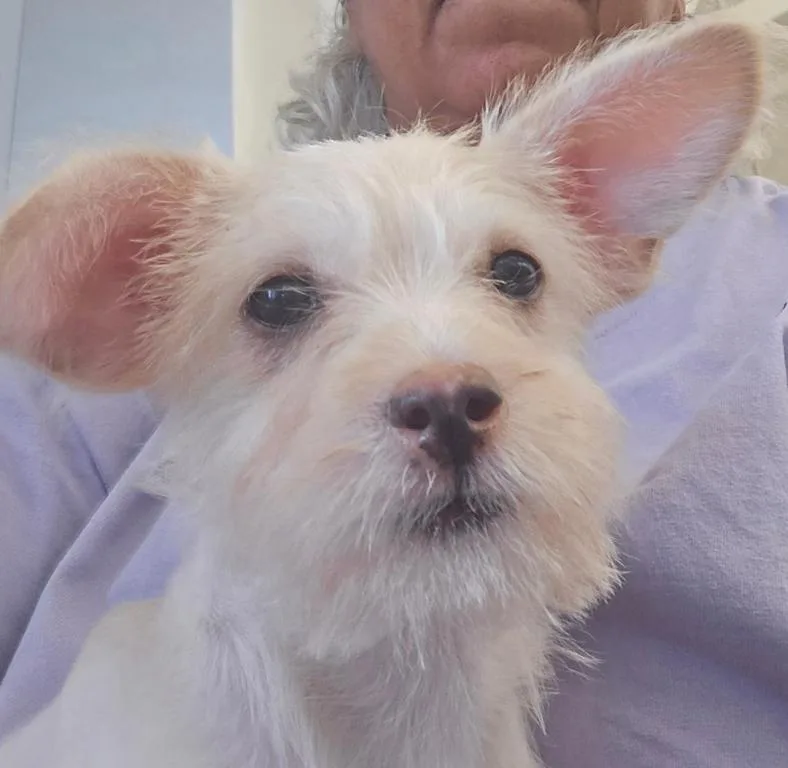 A baby small-sized female Norfolk Terrier dog named Holly for adoption in San Antonio, TX