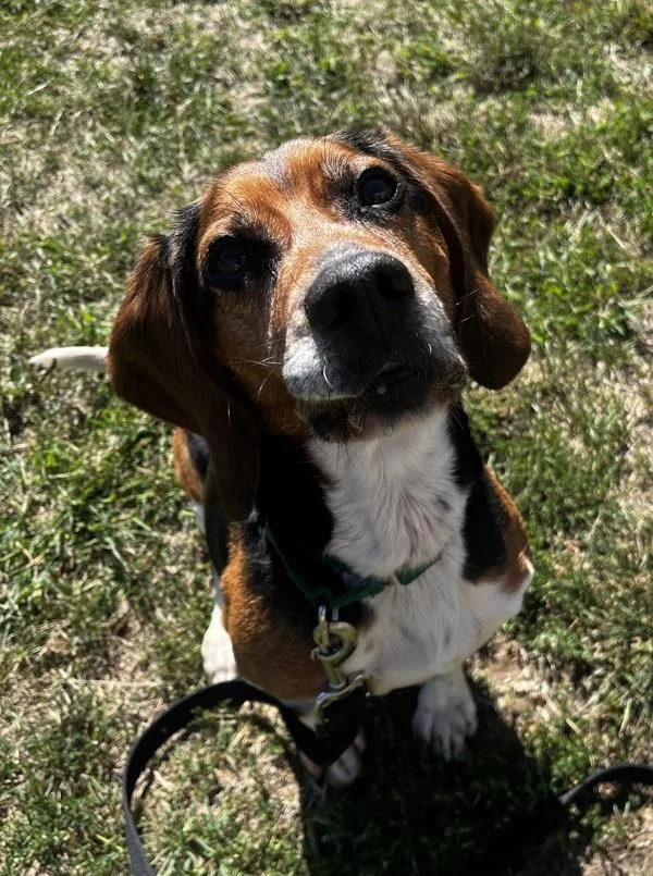 A senior medium-sized male Beagle dog named Digger for adoption in Stratham, NH