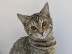 A baby small-sized female Domestic Short Hair cat named Xaria for adoption in Powell, OH