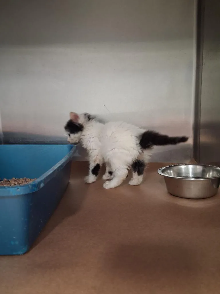 A baby small-sized male Domestic Short Hair cat named Trion for adoption in Cartersville , GA