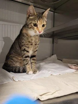 An adult medium-sized female Domestic Short Hair cat named Splotches for adoption in Gastonia, NC