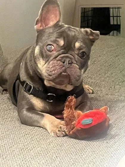 An adult small-sized female Brown / Chocolate French Bulldog dog named Aspen Coco for adoption in Bonney Lake, WA