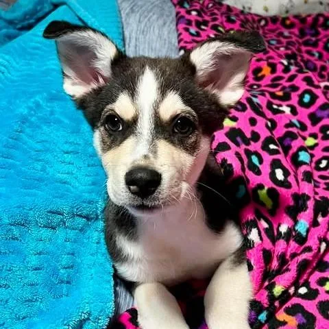 Nash