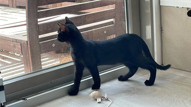 A baby medium-sized male Black Domestic Short Hair cat named Choco for adoption in Glendale, AZ